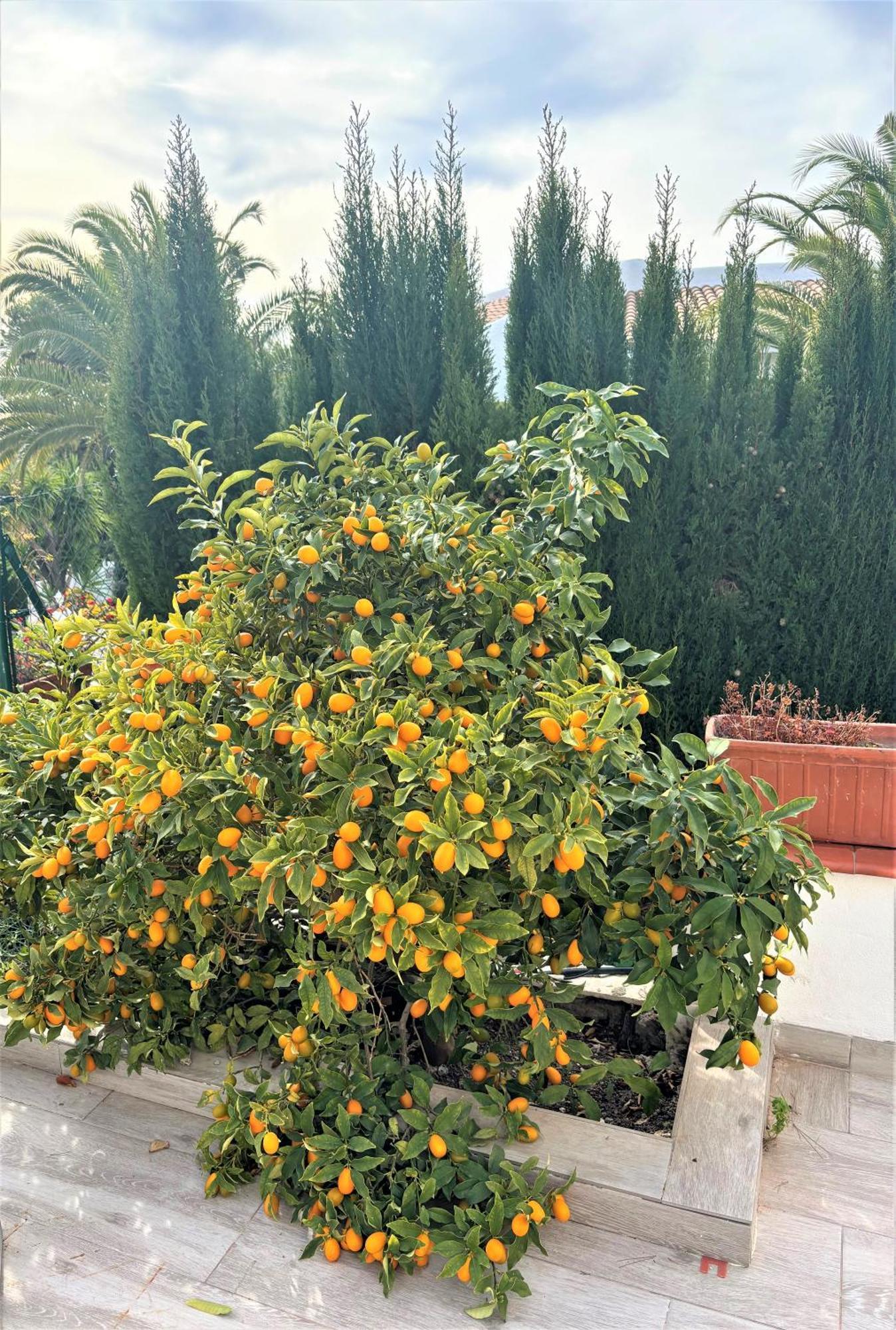 Villa Esmeralda Altea la Vieja Εξωτερικό φωτογραφία